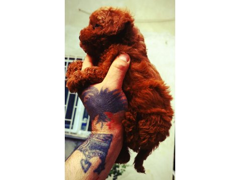 Red Brown Toy Poodle