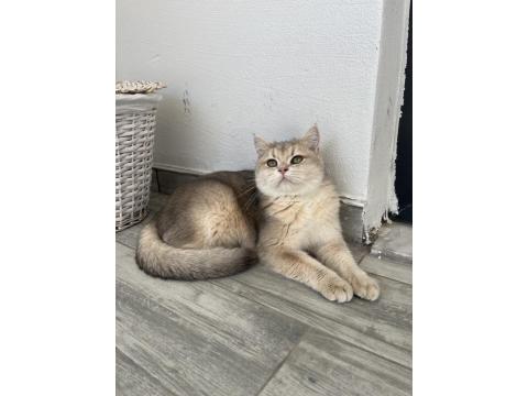 Şecereli British Shorthair Dişi 10 Aylık