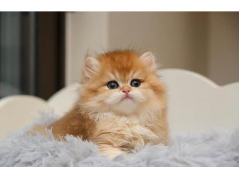 Show Kalite Orange British Longhair