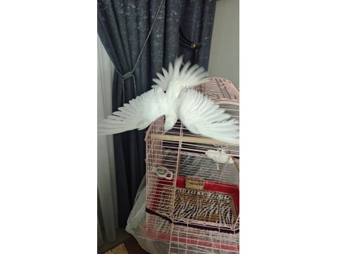 6 Aylık Albino Sultan Papağanı