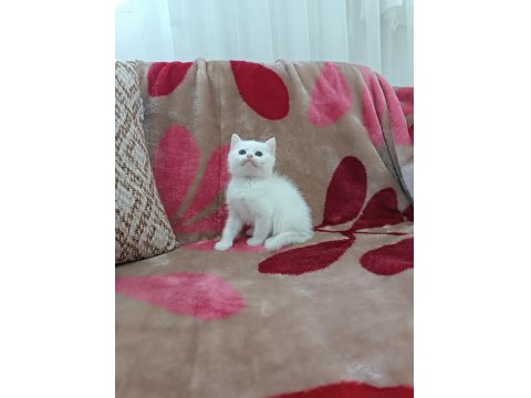 British Shorthair Yavrularımız