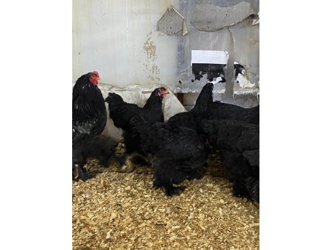 Black Brahma Kuluçkalık Yumurta