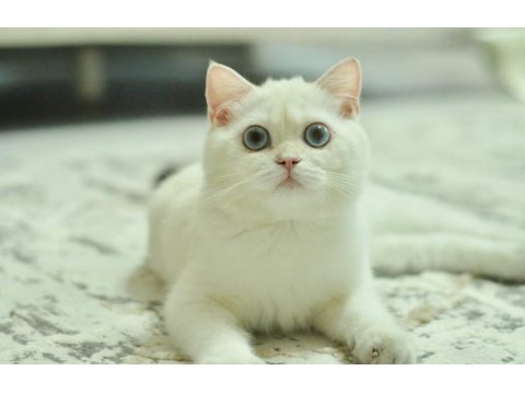 Kaliteli British Shorthair Erkek