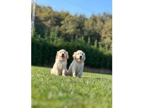 Safkan Golden Retriever Bebeklerimiz