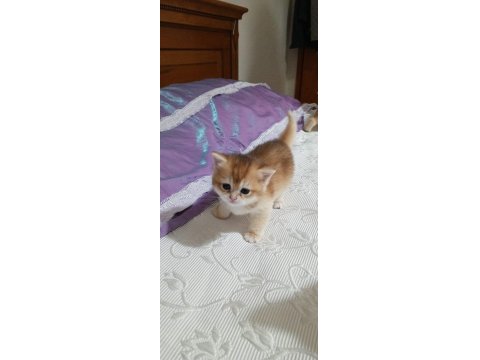 Golden Ny12 British Shorthair