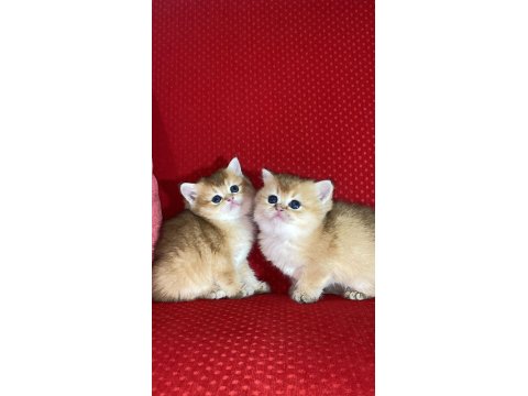 Golden British Shorthair Dişi Yavrular