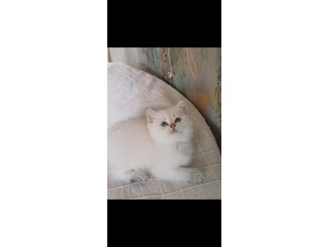 Veteriner Kontrollü British Yavrular