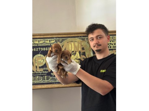 Toy Poodle Yavrularimiz