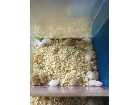Gonzales Hamster Bebekler