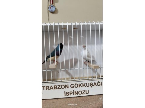 Gökkuşağı İspinozu (Gouldian Finch)