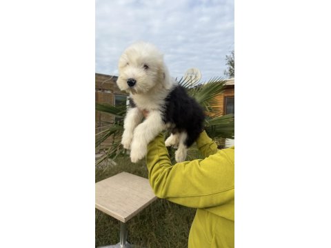 Sevgi Dolu Dev Köpek Bobtail