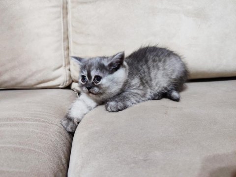 Dişi, Silver Ayı Surat Safkan Yavru Kedimiz