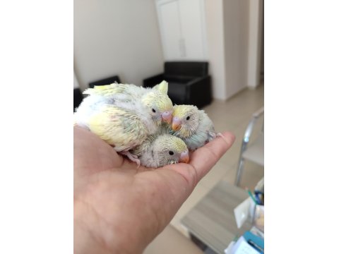 Ev Üretimi Yavru Muhabbet Kuşlar