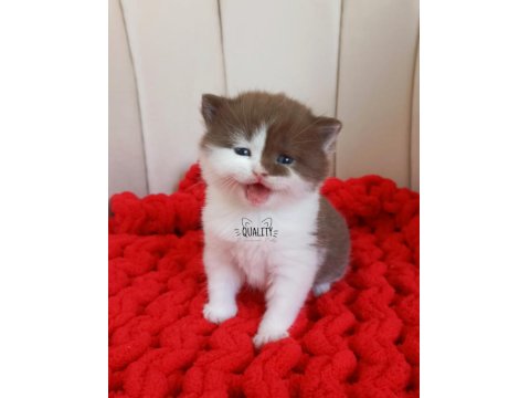 Çikolata Bicolor British Shorthair Bebeklerimiz