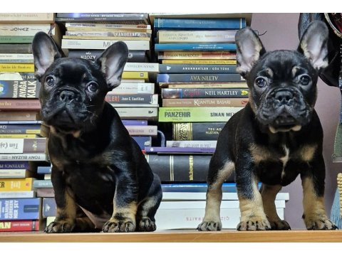 Black Tan French Bulldog İzmir