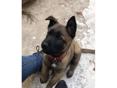 Good Damn Bir Belçika Kurdu