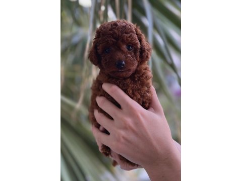Safkan Poodle Yavrusu Sevgi Dolu Dostunuz