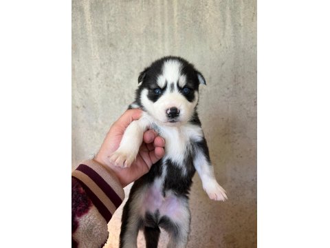 Sibirya Kurdu Yavrularımız Veteriner Kontrollü