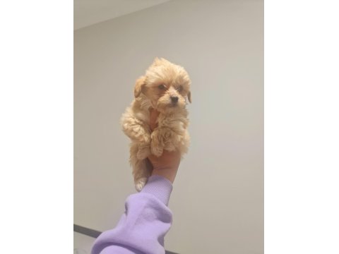 Teslime Hazır Minyatür Maltipoo Minnaklarım