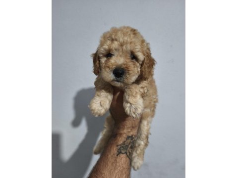Toy Poodle Yavruları