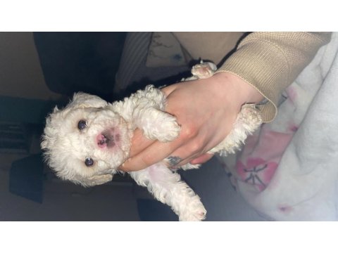 Sahiplendirilecek Terrier