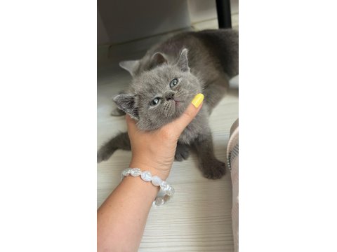 Lokum British Bebeklerimiz