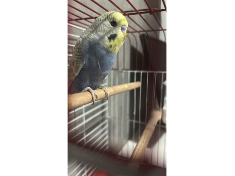 Rainbow Muhabbet Kuşu