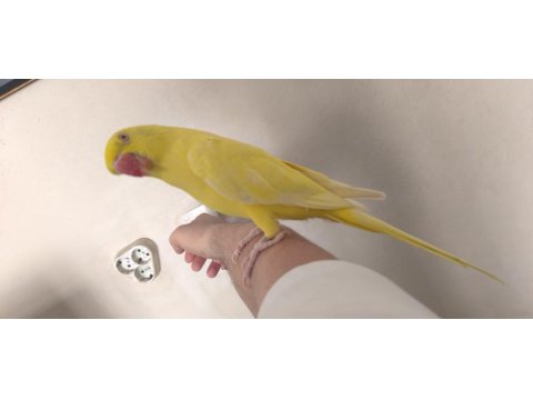 Mutasyon Pakistan Papağanı Evcil