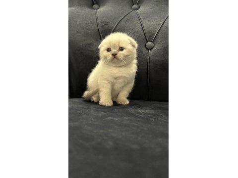 Yeni Yuvalarına Hazır Scottish Yavrular