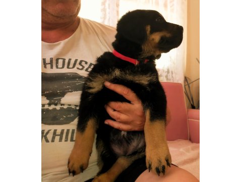 Safkan Dişi Rottweiler Yavru Köpekler
