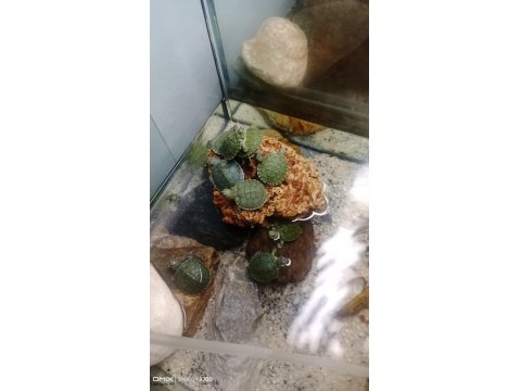 Prehistoricpets Güvencesi İle Kırmızı Yanaklı Kaplumbağa