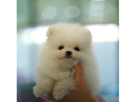 Pomeranian Boo Köpeği Yavruları