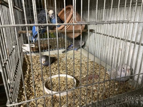 Yavru Muhabbet Kuşu