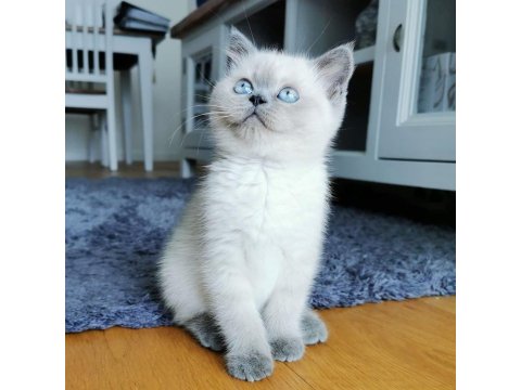 British Shorthair Yavruları Birbirinden Sevimli