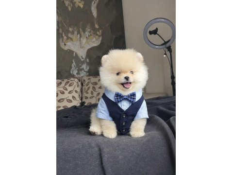 Ayı Surat Pomeranian Boo Yavrular
