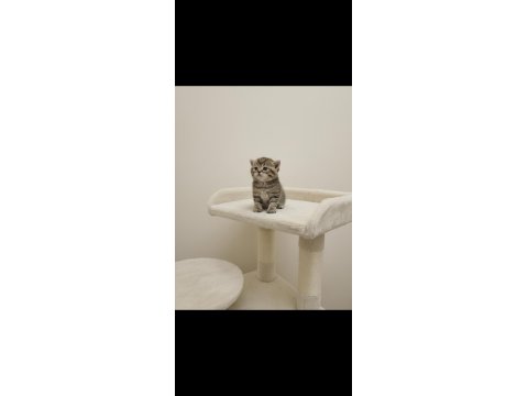 Golden British Shorthair Yavrular