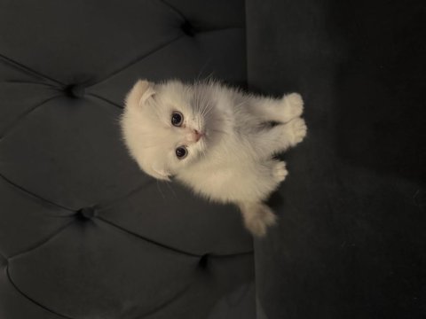 Safkan Scottish Fold Yavruları Ayı Surat 2 Aylık..!