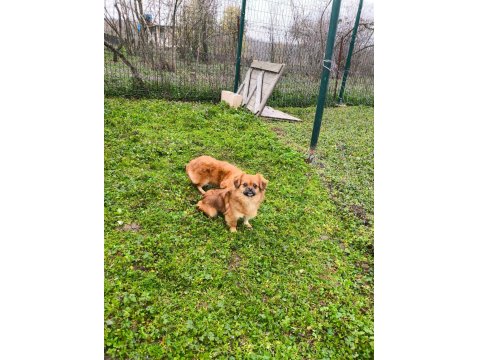 Uyguna Sahiplendirilecek 2 Yaşında Pekinez Dişi