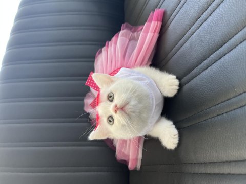 Orjinal Yüz Hatlarına Sahip Ayı Surat Top Kafa British Kedimiz