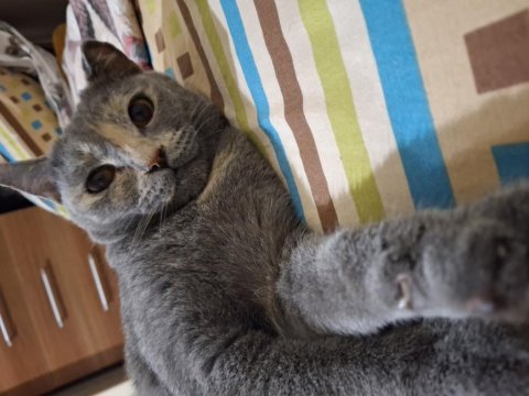 Kedimiz Luna Yeni Yuvasını Arıyor