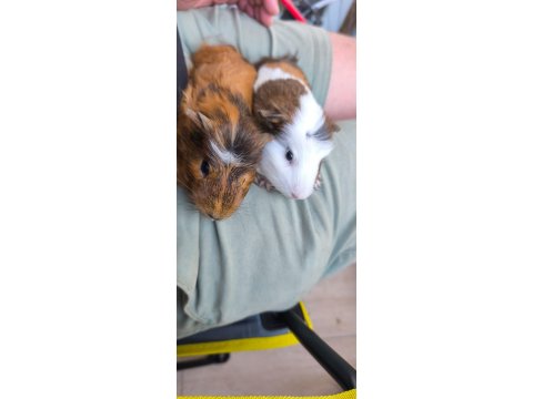 Guinea Pig 7 Aylık 2 Erkek