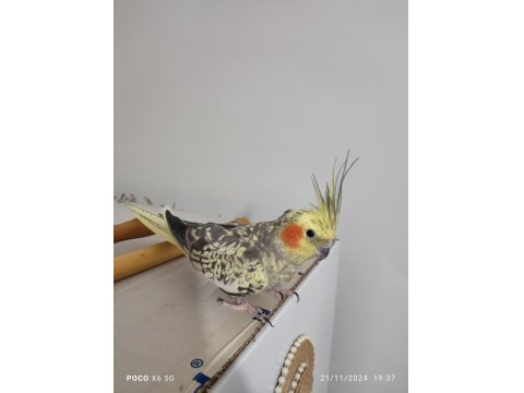 Ev Bakımlı Temiz Eş Kuşlar