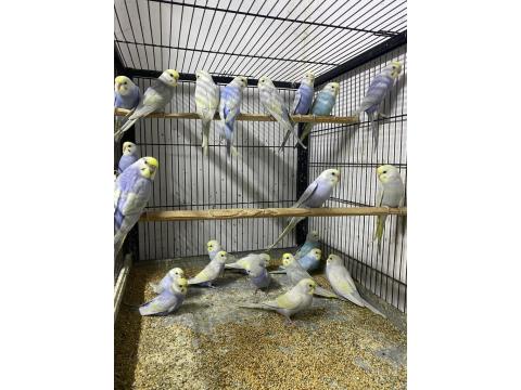 Üst Vasıf Rainbow Muhabbet Kuşu Yavrular