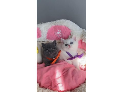 Nadir Bulunan Oddeyes Ve Blue British Bebeğim