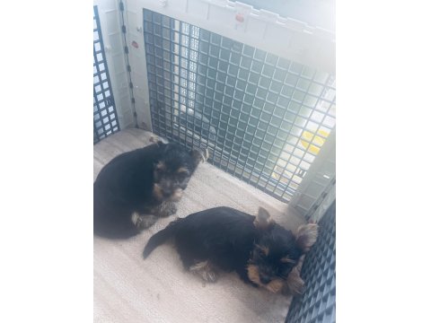 Safkan Yorkshire 2 Erkek