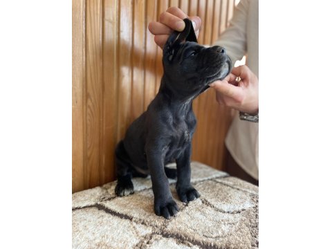 Gerçek Dev Adayları Cane Corso