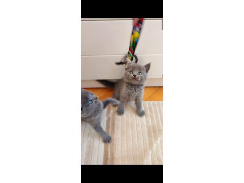 Gri Lilac Erkek Ve Dişi Yavru Kediler