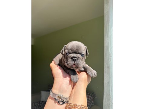Çok Özel Lilac Tan Merle Ve Blue French Bulldog Yavrularımız