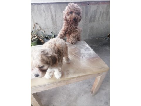 Küçük Boy Maltipoo