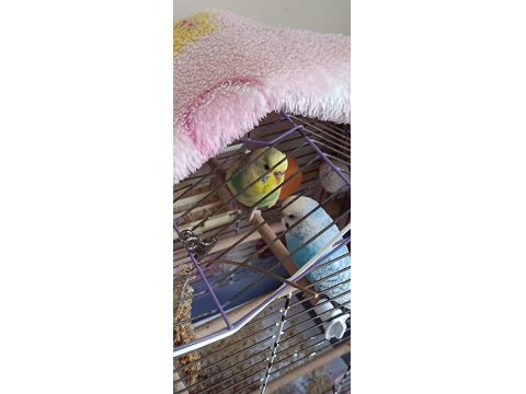 Sağlıklı Çift Muhabbet Kuşu Yumurtalı